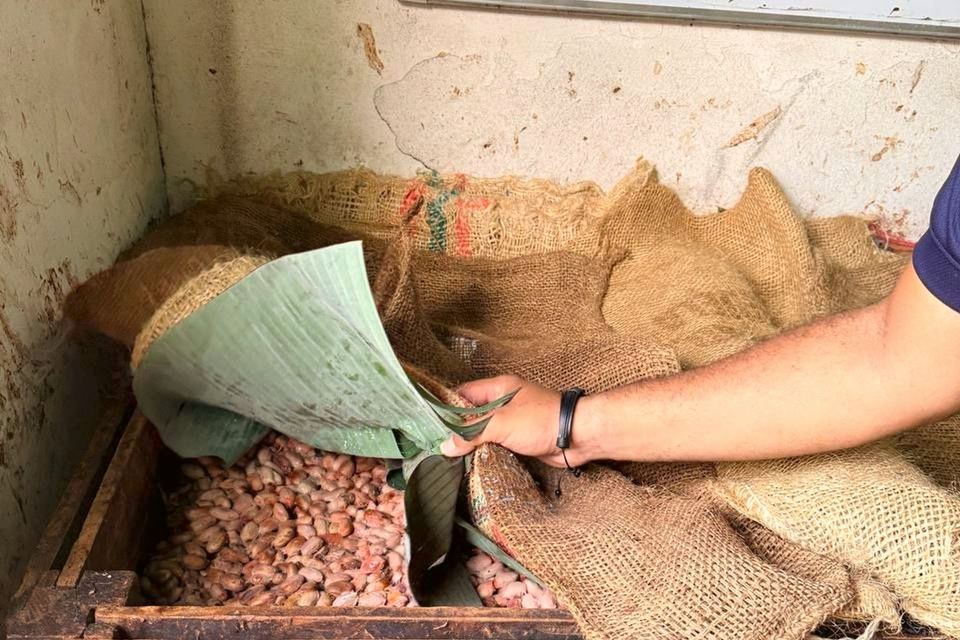 Руки пересыпают какао-бобы из мешка в деревянный ящик